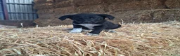 Borador dogs for sale: Labrador x Border Collie Pups for Sale - Advert 11