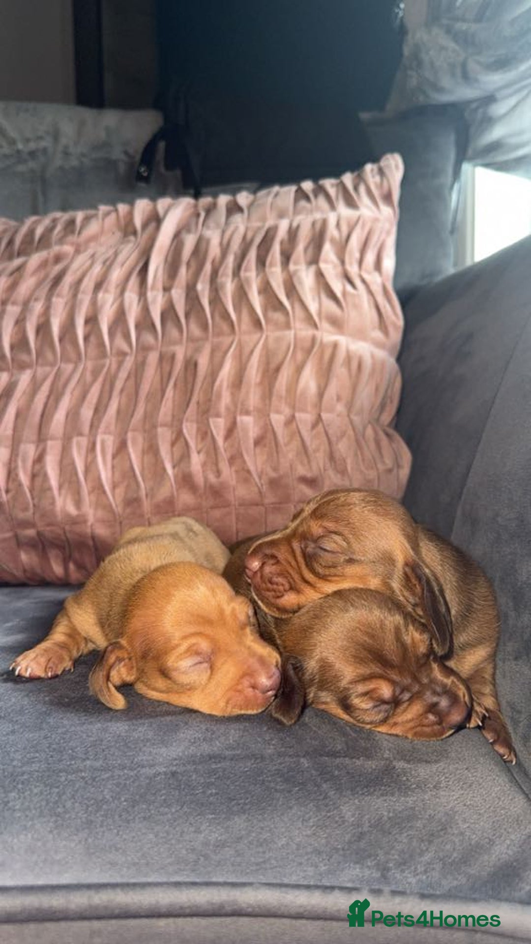 Miniature Dachshund dogs for sale: 3 gorgeous miniature daschunds - Image 25