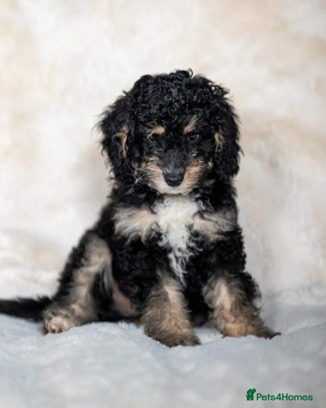 Cockapoo dogs for sale: 6 Stunning Cockapoo Puppies - Advert 13