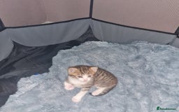 Mixed Breed cats for sale: 2 Beautiful little Boy kittens tabby & black white - Image 6