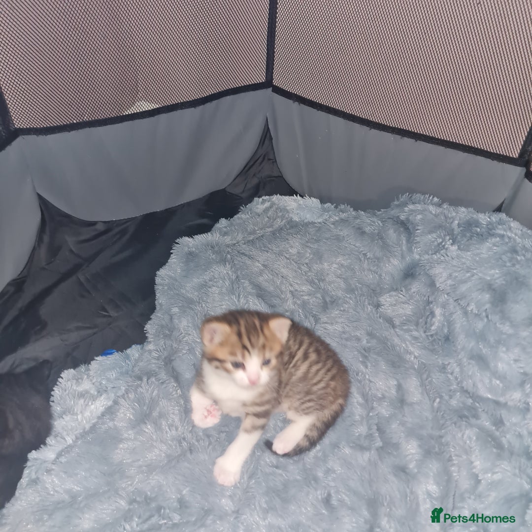 Mixed Breed cats for sale: 2 Beautiful little Boy kittens tabby & black white - Image 6
