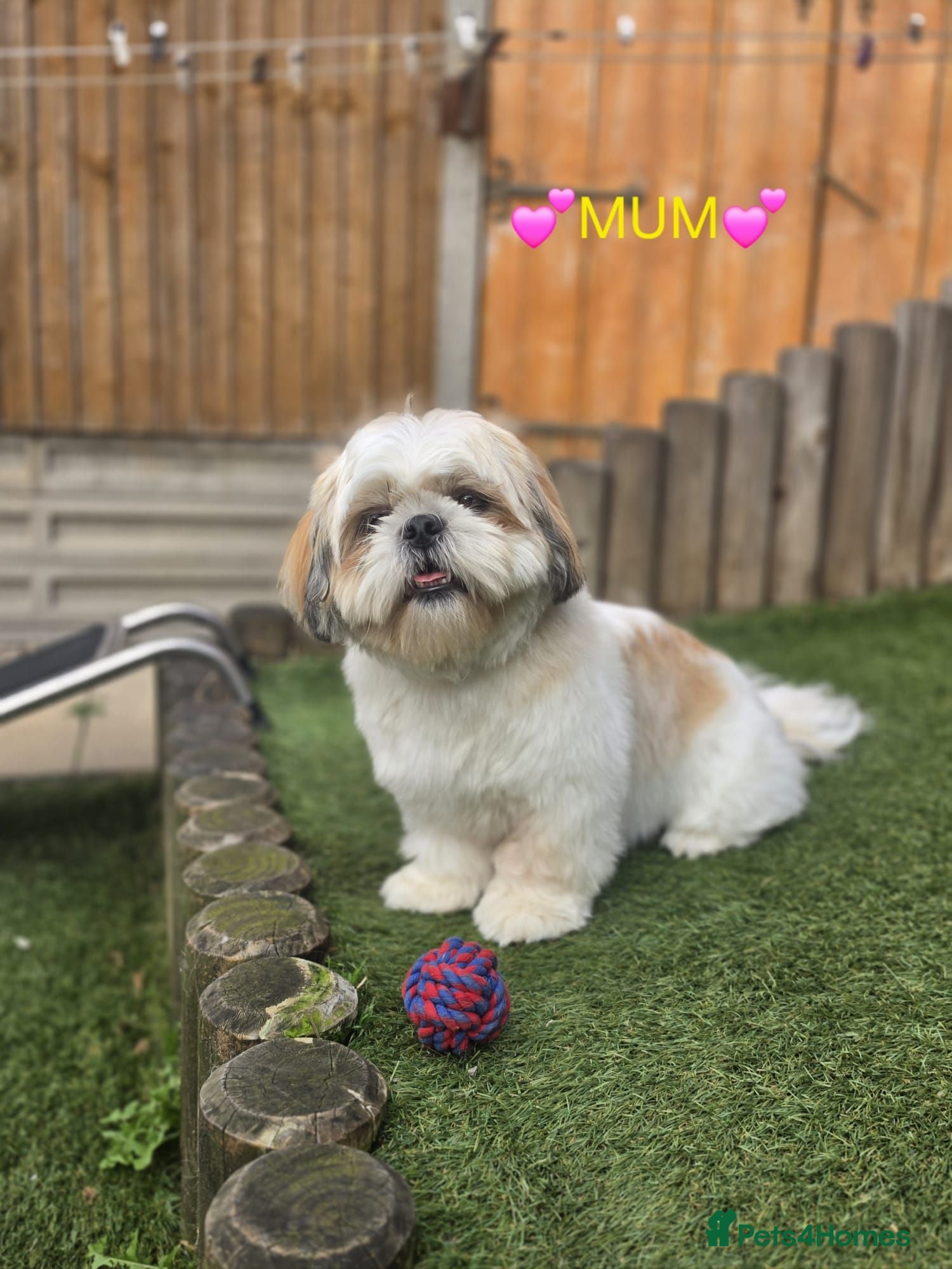Shih Tzu dogs 🐶🐾EXCEPTIONAL PURE STANDARD SHIH TZU PUPPIES🐾🐶 - Advert 12