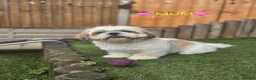 Shih Tzu dogs for sale: 🐶🐾EXCEPTIONAL PURE STANDARD SHIH TZU PUPPIES🐾🐶 - Advert 32