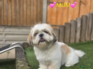 Shih Tzu dogs 🐶🐾EXCEPTIONAL PURE STANDARD SHIH TZU PUPPIES🐾🐶 - Advert 12