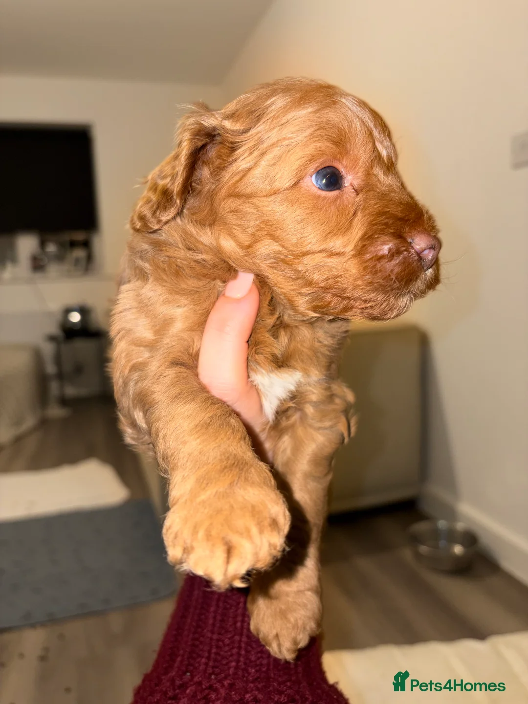 Cavapoo dogs for sale: F1 B Cavapoo’s - Advert 3