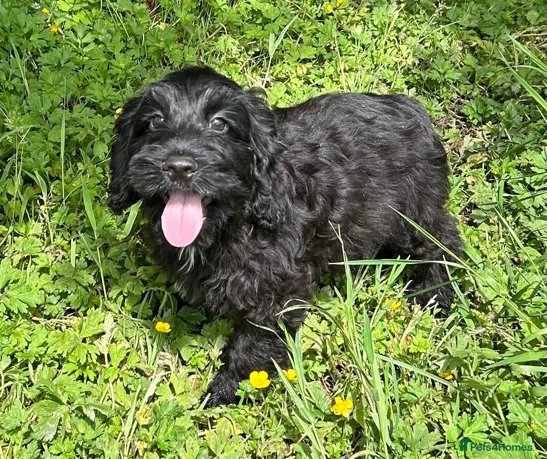 Miniature Poodle dogs for stud: Health Tested Apricot Miniature Poodle for stud in Llandeilo - Advert 7