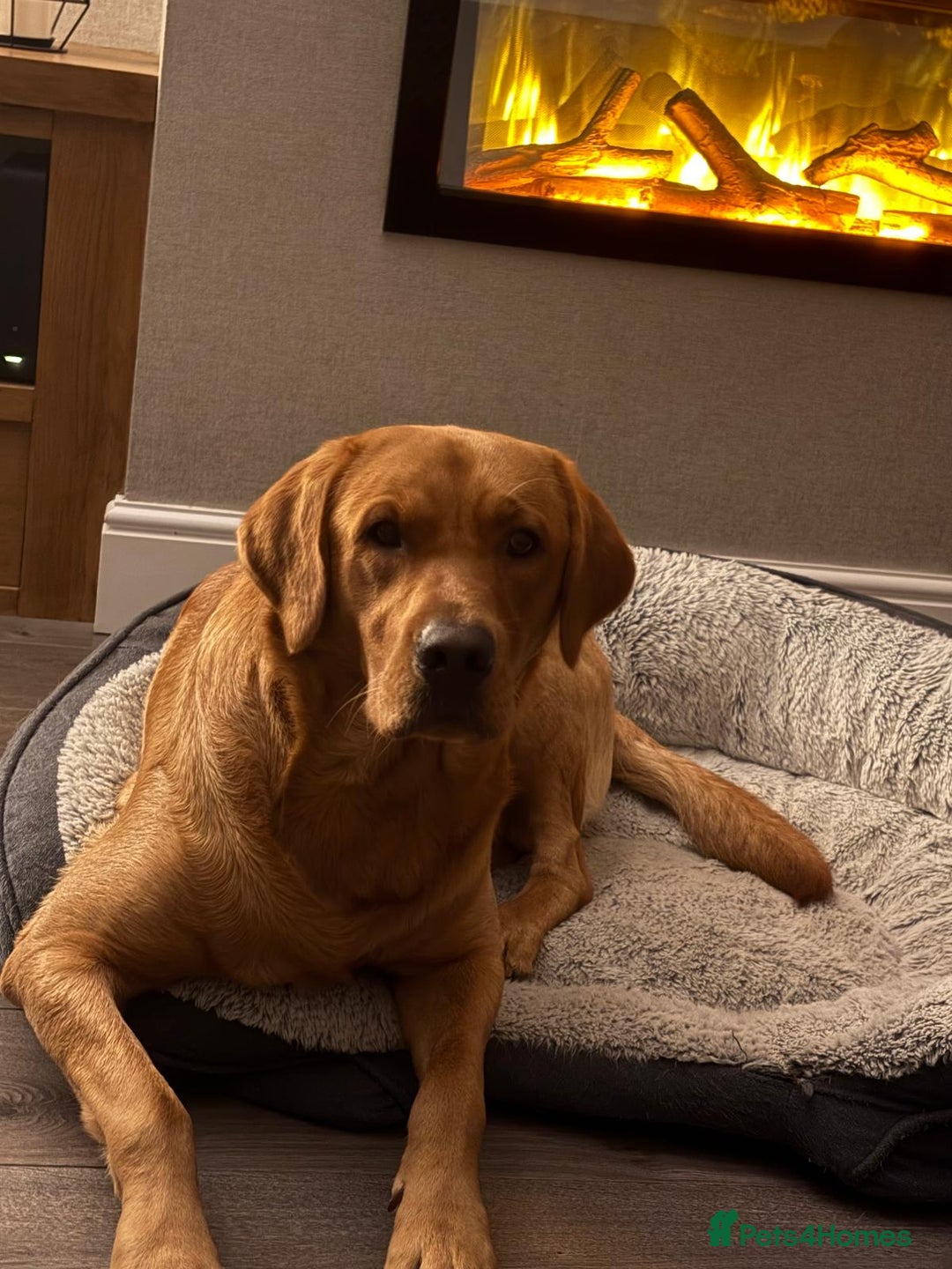 Labrador Retriever dogs for sale: KC Fox Red,Black,Yellow Labrador FTCH in lineage - Advert 5