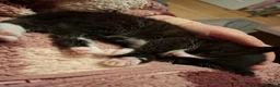 Mixed Breed cats for sale: Little boy ready for his new home - Advert 7