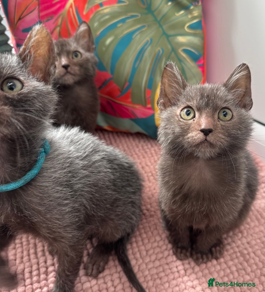 Lykoi cats for sale: Unique and adorable Lykoi kittens - Image 11