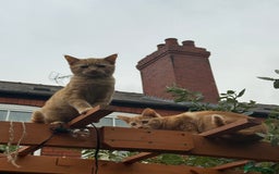 Mixed Breed cats for sale: Little boy Kitten - Image 3