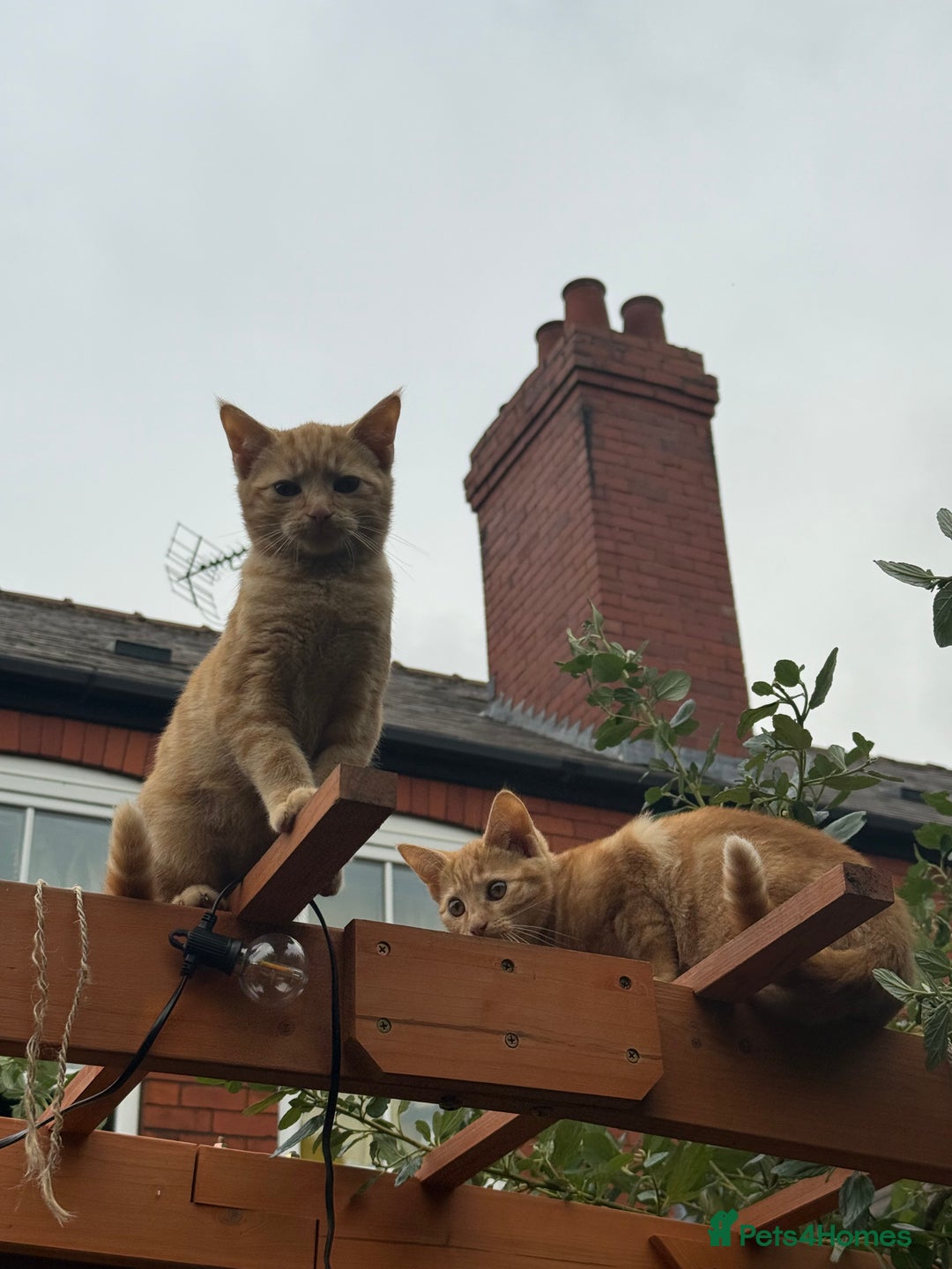 Mixed Breed cats for sale: Little boy Kitten - Image 3