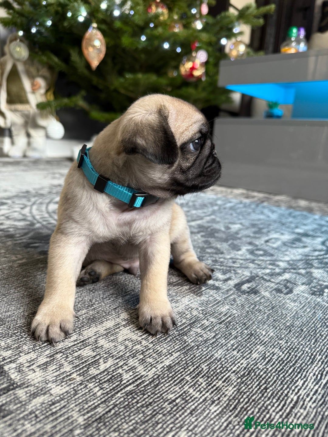 Pug dogs for sale: Two girls and one boy are available;)  - Advert 13