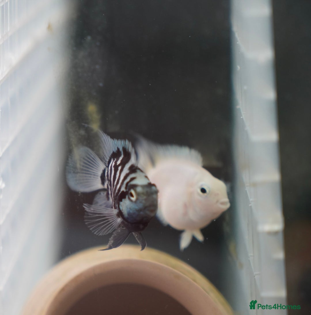 Cichlids fish for sale: Polar tiger cichlid for sale - Image 2