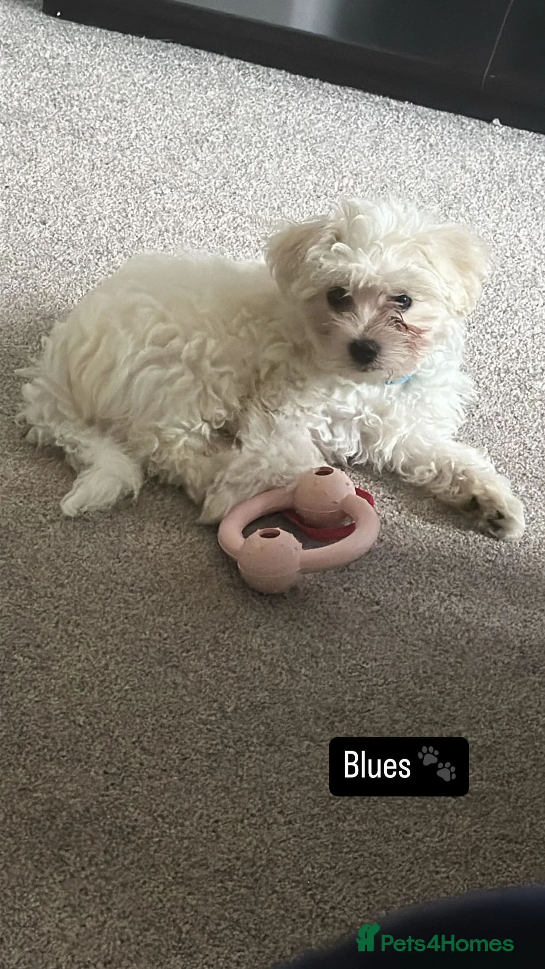 Bichon Frise dogs for sale: Two Mini Bichon Frise Ready for their New Home - Advert 13