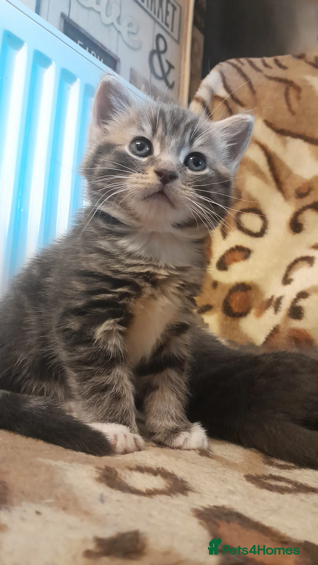 Mixed Breed cats for sale: 3 Beautiful kittens for sale  - Advert 17