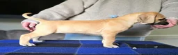 Great Dane dogs for sale: Great Dane in Northallerton - Advert 4