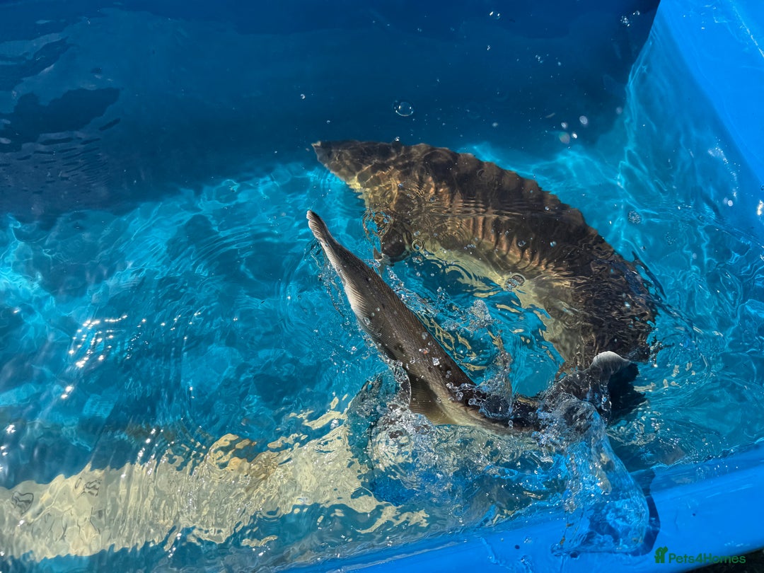 Koi Carp fish for sale: Various koi carp for sale  - Image 23