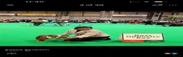 English Bulldog dogs for sale: Double CRUFTS winners bred bulldog puppies  - Advert 3
