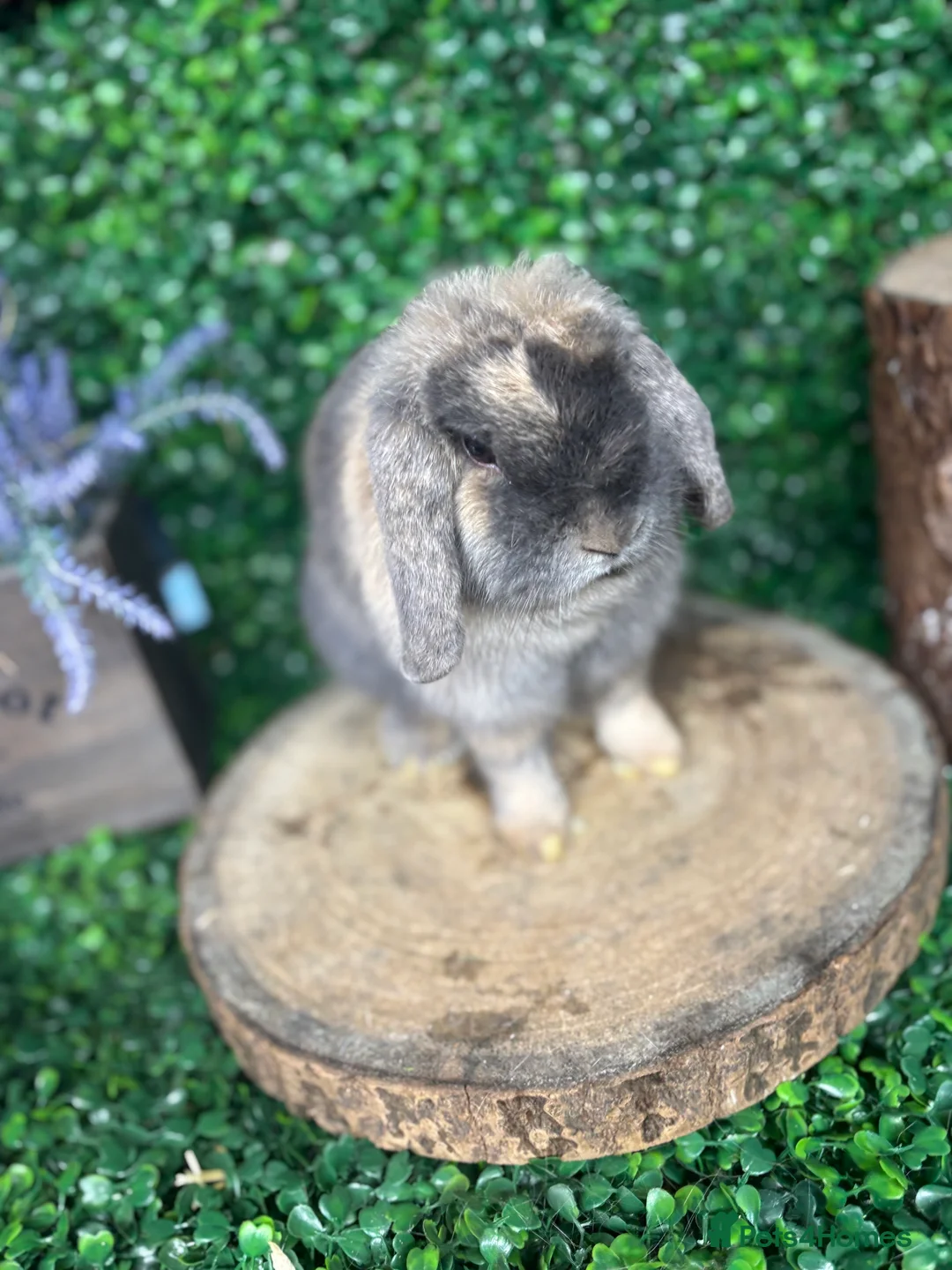 Mini Lop rabbits for sale: 🧡PEDIGREE MINILOPS🧡 - Advert 11