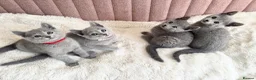Russian Blue cats for sale: Gorgeous TICA Russian Blue Kittens - Advert 3