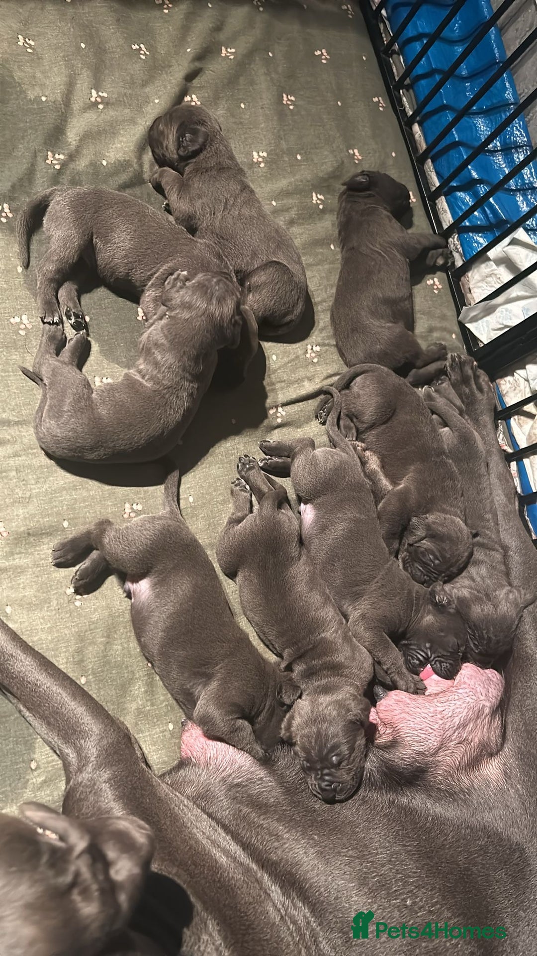 Cane Corso dogs for sale: Pure Blue Cane Corso puppies for sale - Advert 10