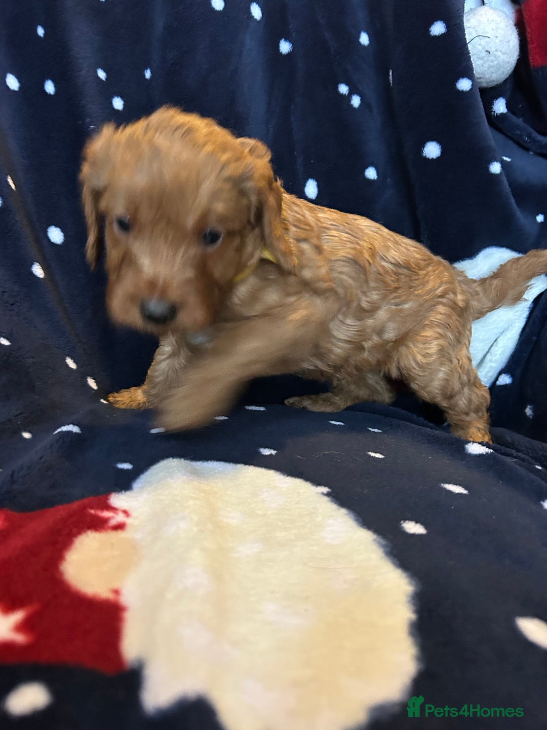 Labradoodle dogs for sale: 🐾F1b Healthy Labradoodle Puppies – Ready 18 Dec🐾 - Advert 37