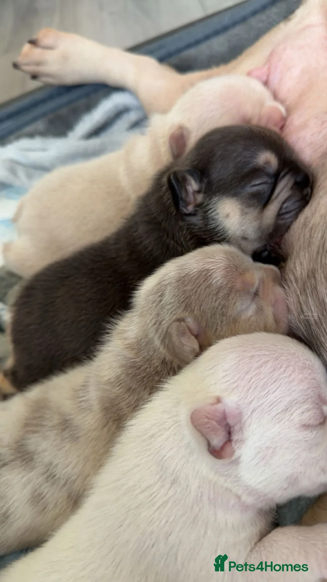 French Bulldog dogs for sale: Stunning KC registered Frenchies😍 4 male 1 female - Advert 17