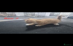 Mixed Breed cats for sale: Beautiful kittens for sale - Image 21