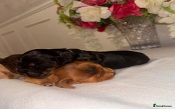 Cocker Spaniel dogs for sale: 🐶🐾beautiful show cocker spaniel puppy’s 🐶🐾 - Image 7