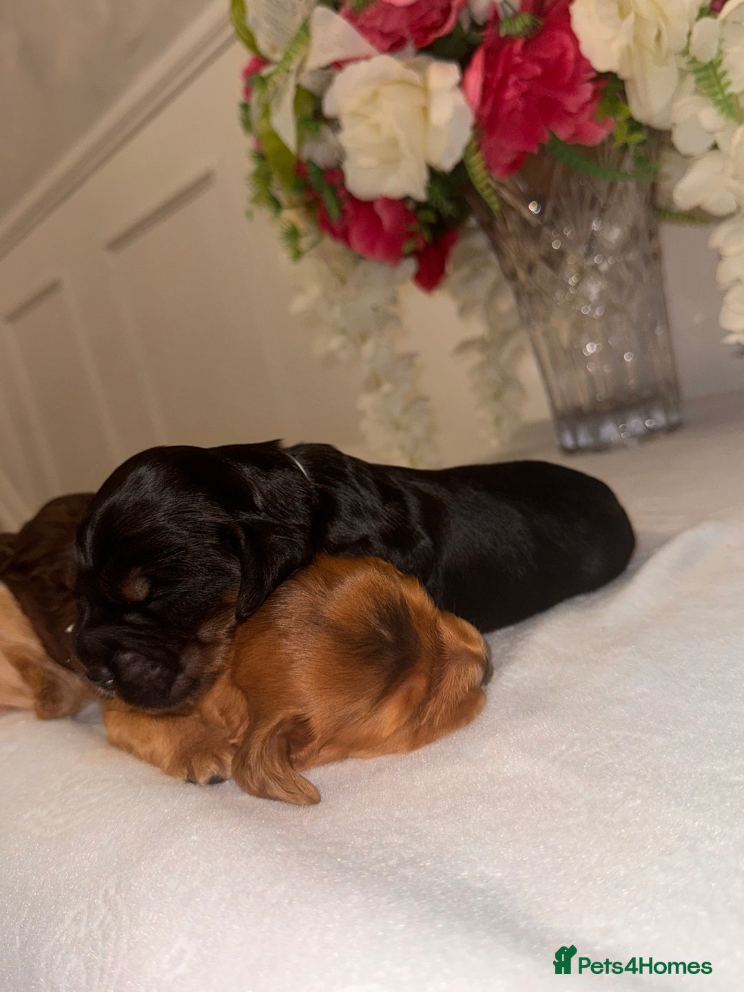 Cocker Spaniel dogs for sale: 🐶🐾beautiful show cocker spaniel puppy’s 🐶🐾 - Image 7