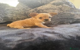 French Bulldog dogs for sale: Stunning Fluffy French bulldog puppies - Image 4