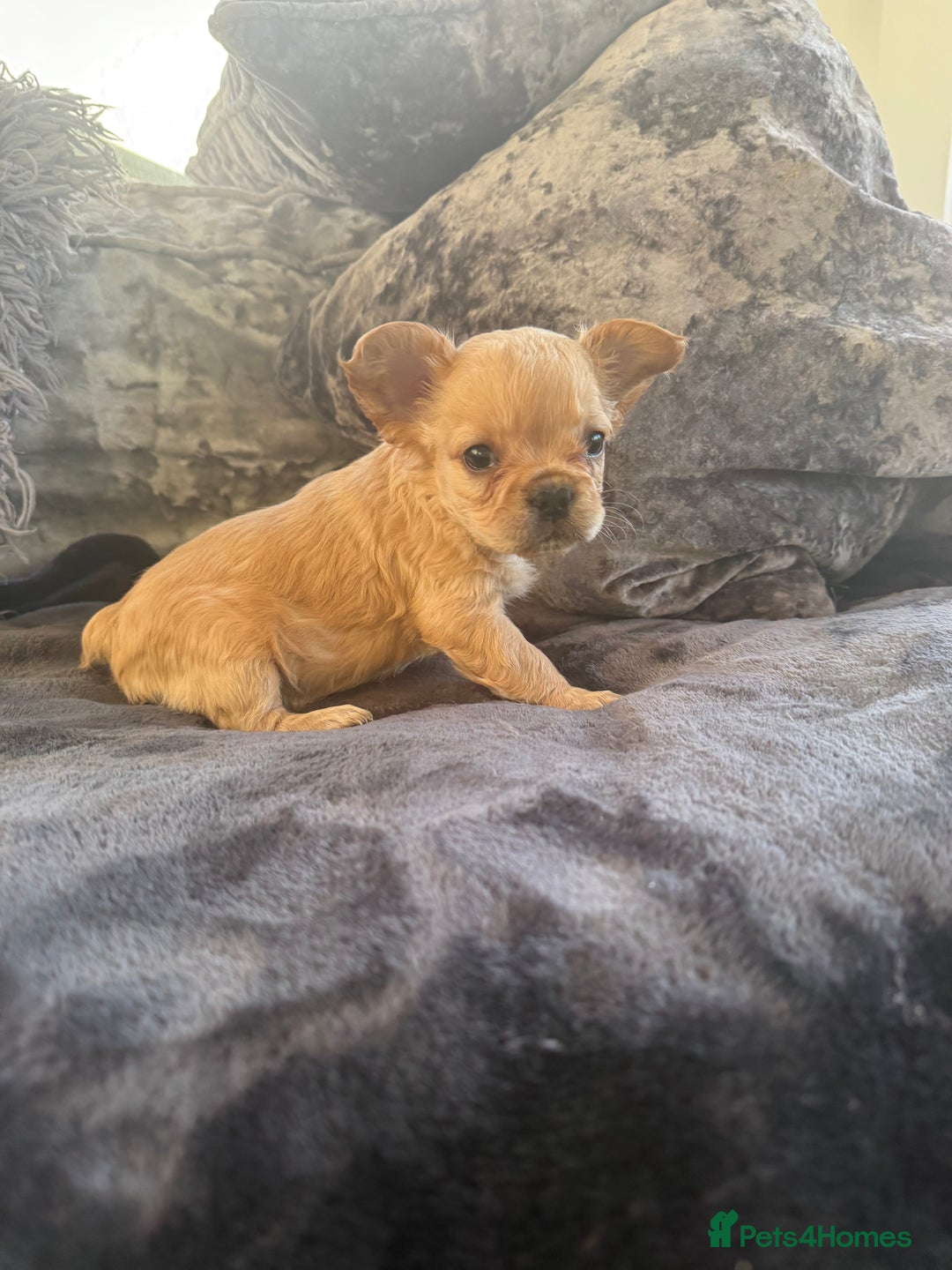 French Bulldog dogs for sale: Stunning Fluffy French bulldog puppies - Image 4