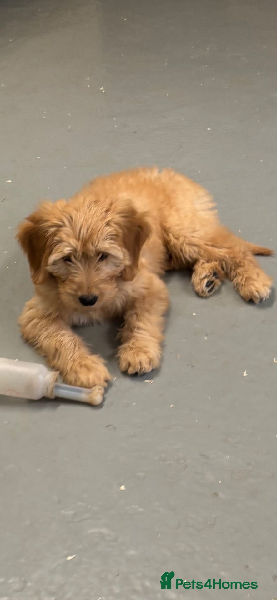 Mini Goldendoodle dogs F1 miniature Goldendoodle boy puppy. - Advert 2