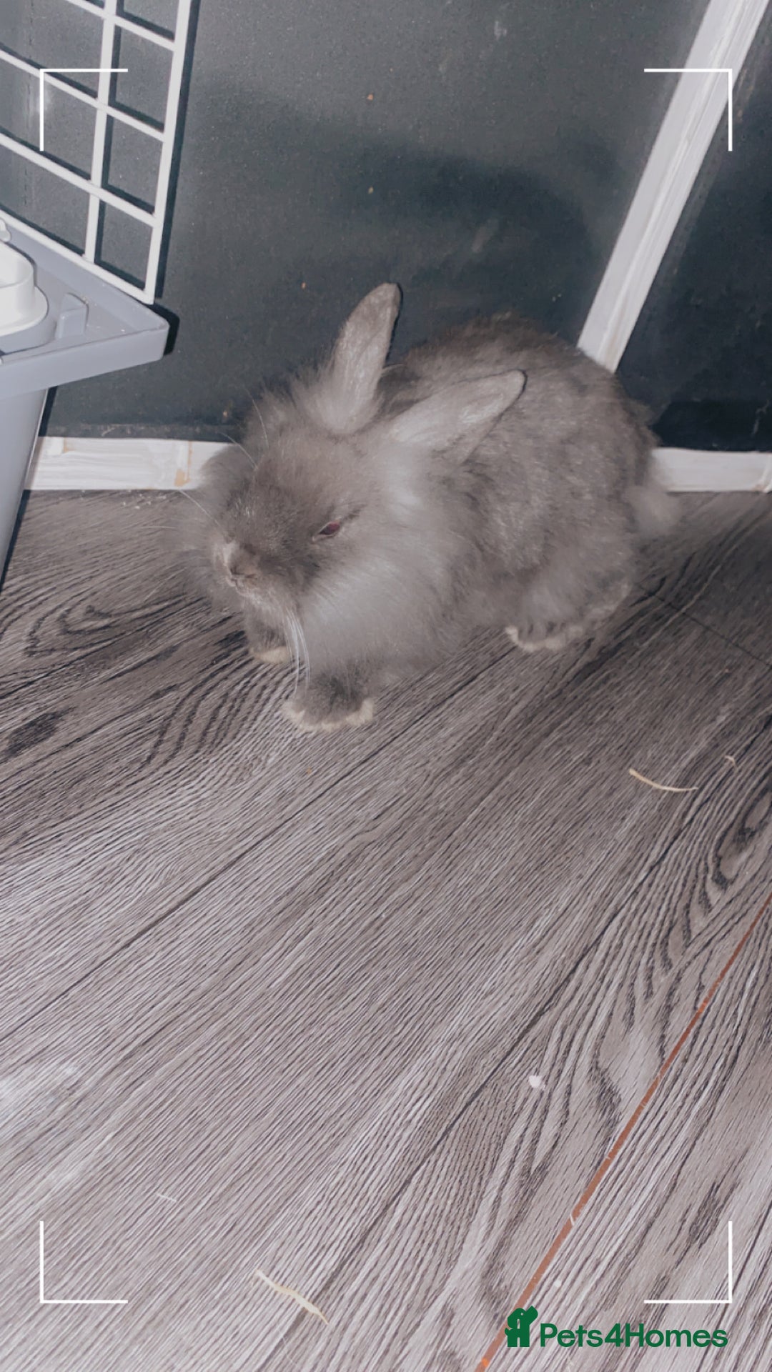 English rabbits for sale: grey fluffy baby rabbit - Advert 2