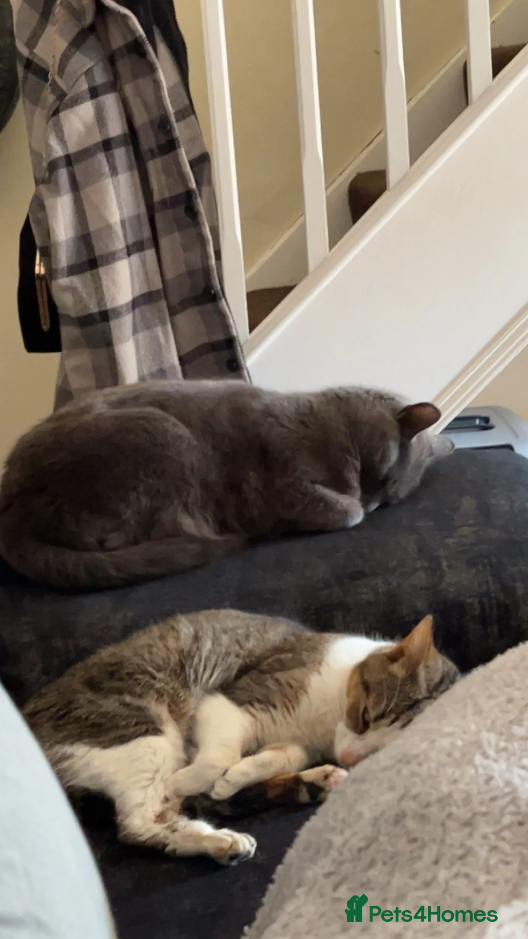 Mixed Breed cats for sale: Rehoming Cats  in Grimsby - Advert 4