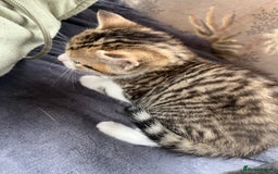 Egyptian Mau cats for sale: Egyptian mau x - Image 10