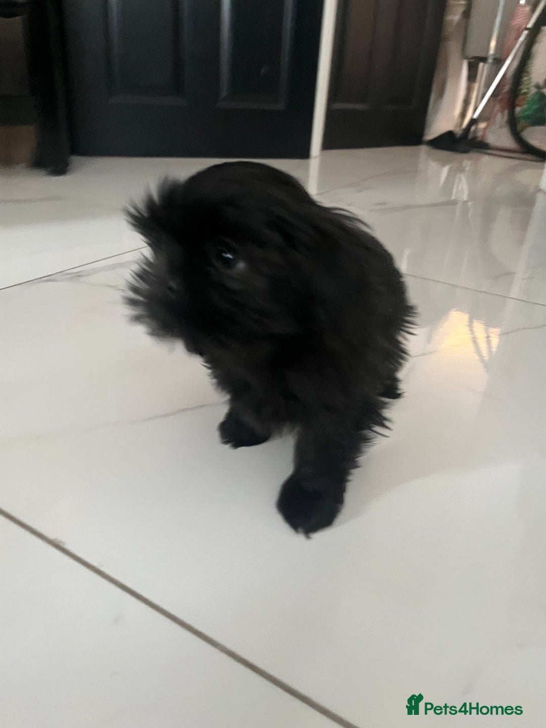 Shih Tzu dogs for sale: Rare solid black imperial Shih Tzu  - Advert 13