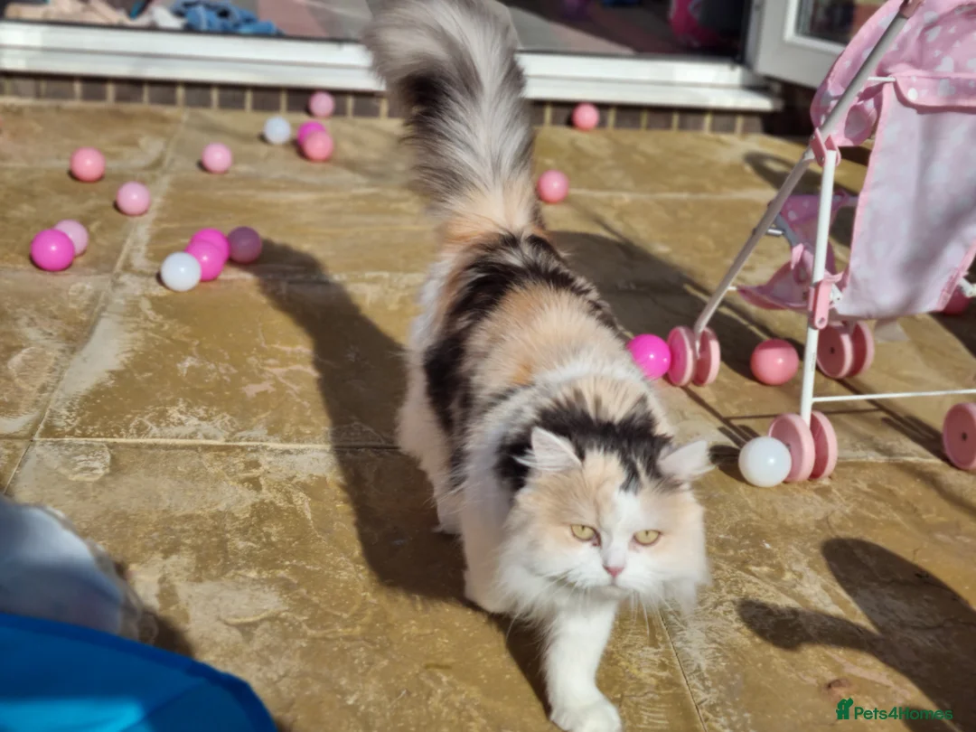 Scottish Fold cats for sale: Scottish fold straight female age 7 - Advert 8