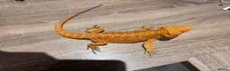 Bearded Dragon reptiles for sale: 2 female bearded dragons  in Herne Bay - Advert 5
