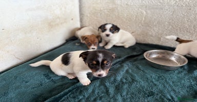 Jack Russell dogs - Advert 1