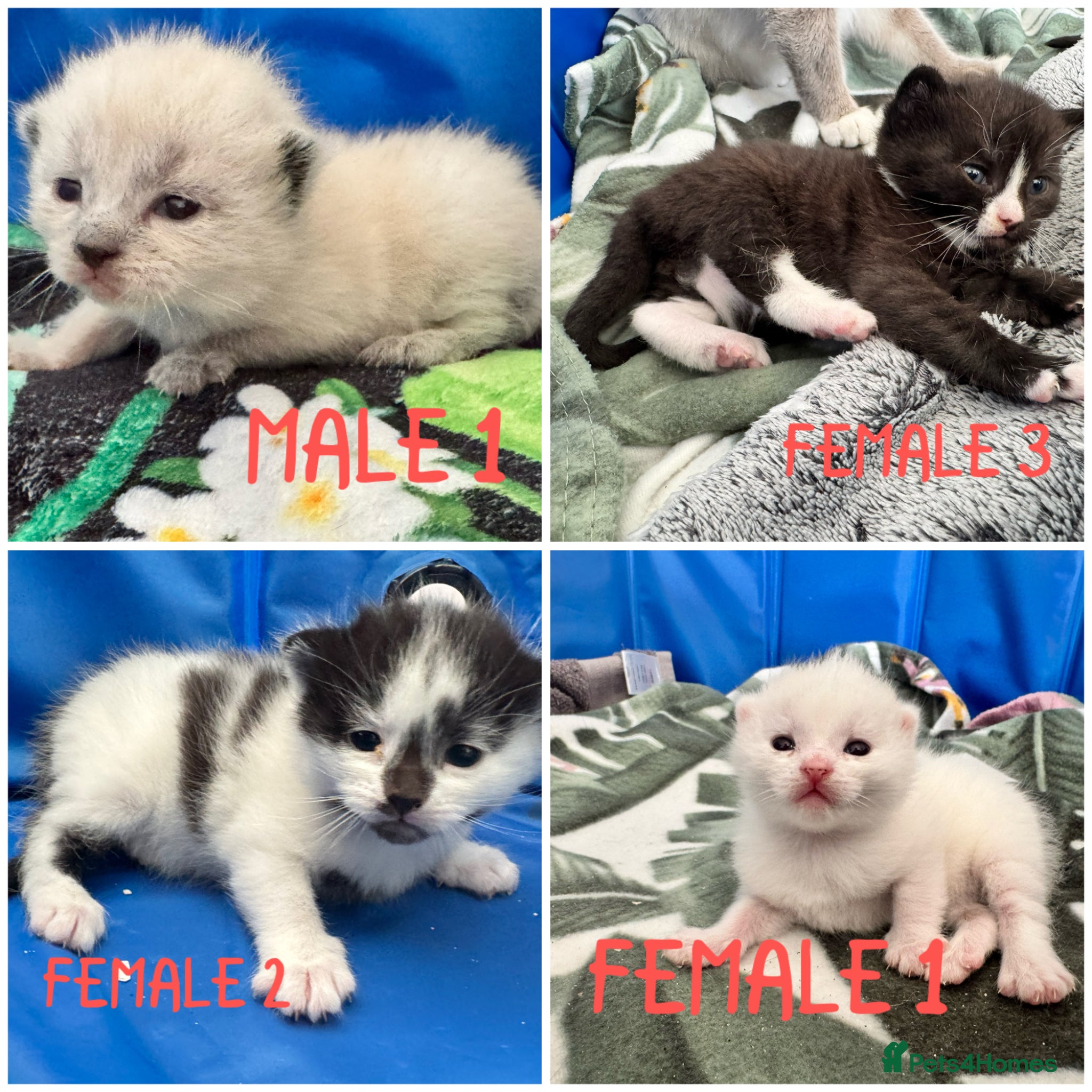 Siamese cats Siamese stunners  - Advert 1