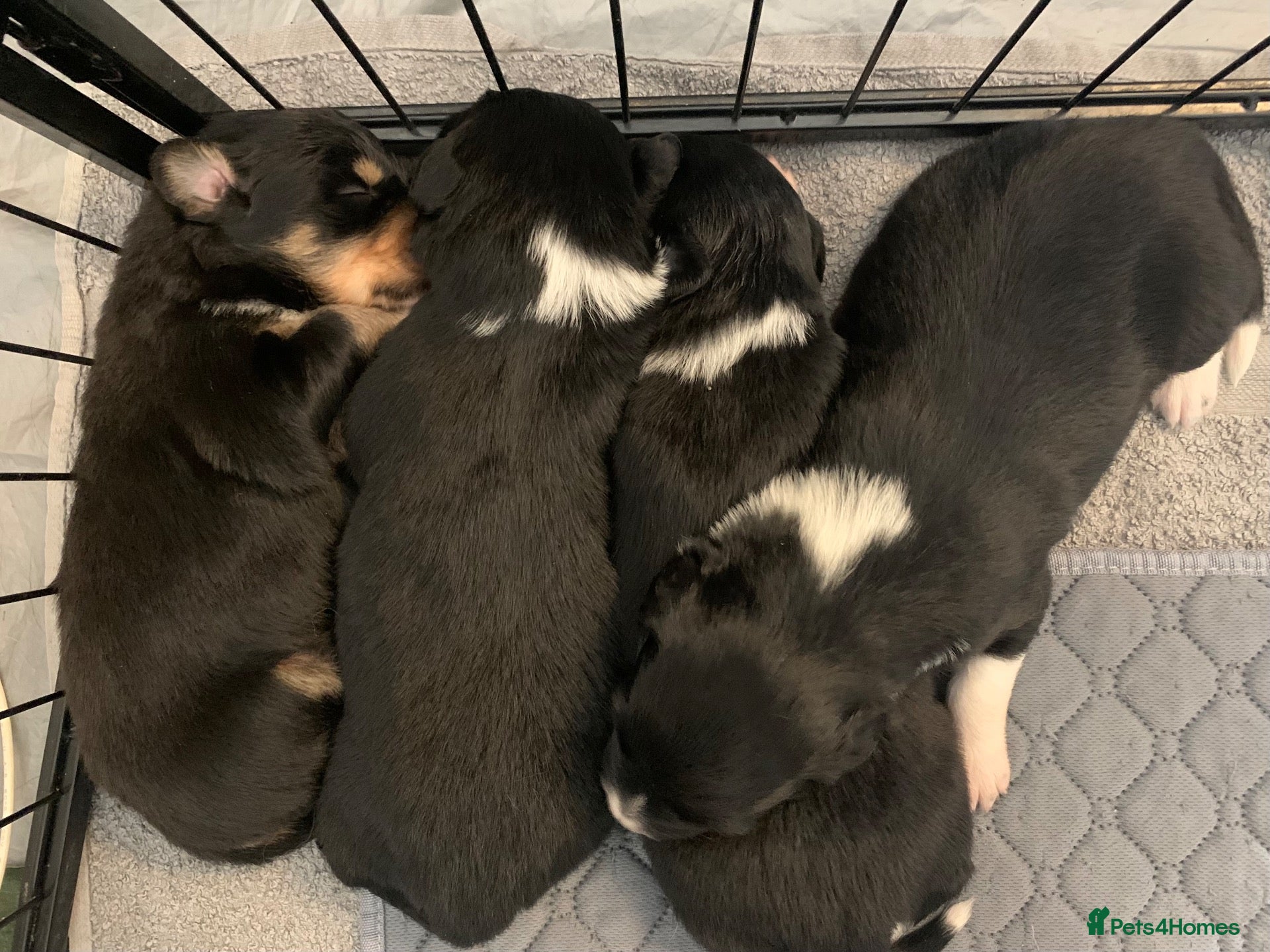 Border Collie dogs Pure border collie pups - Advert 13