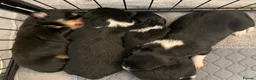 Border Collie dogs for sale: Pure border collie pups - Advert 5
