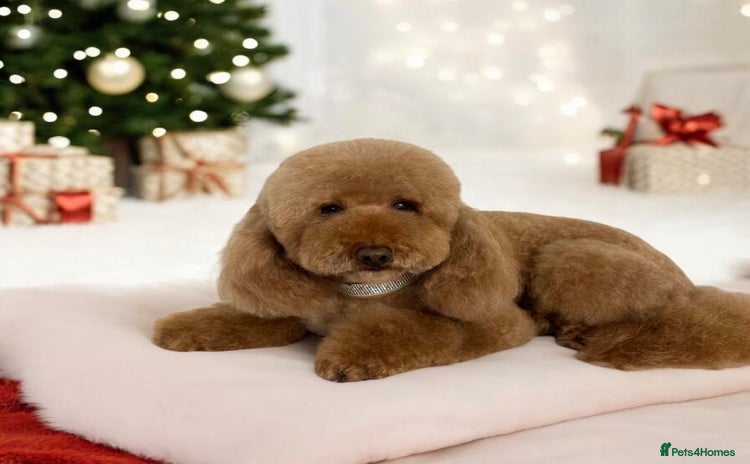Miniature Poodle dogs in Southampton - Advert 1