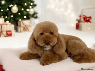 Miniature Poodle dogs in Southampton - Advert 32