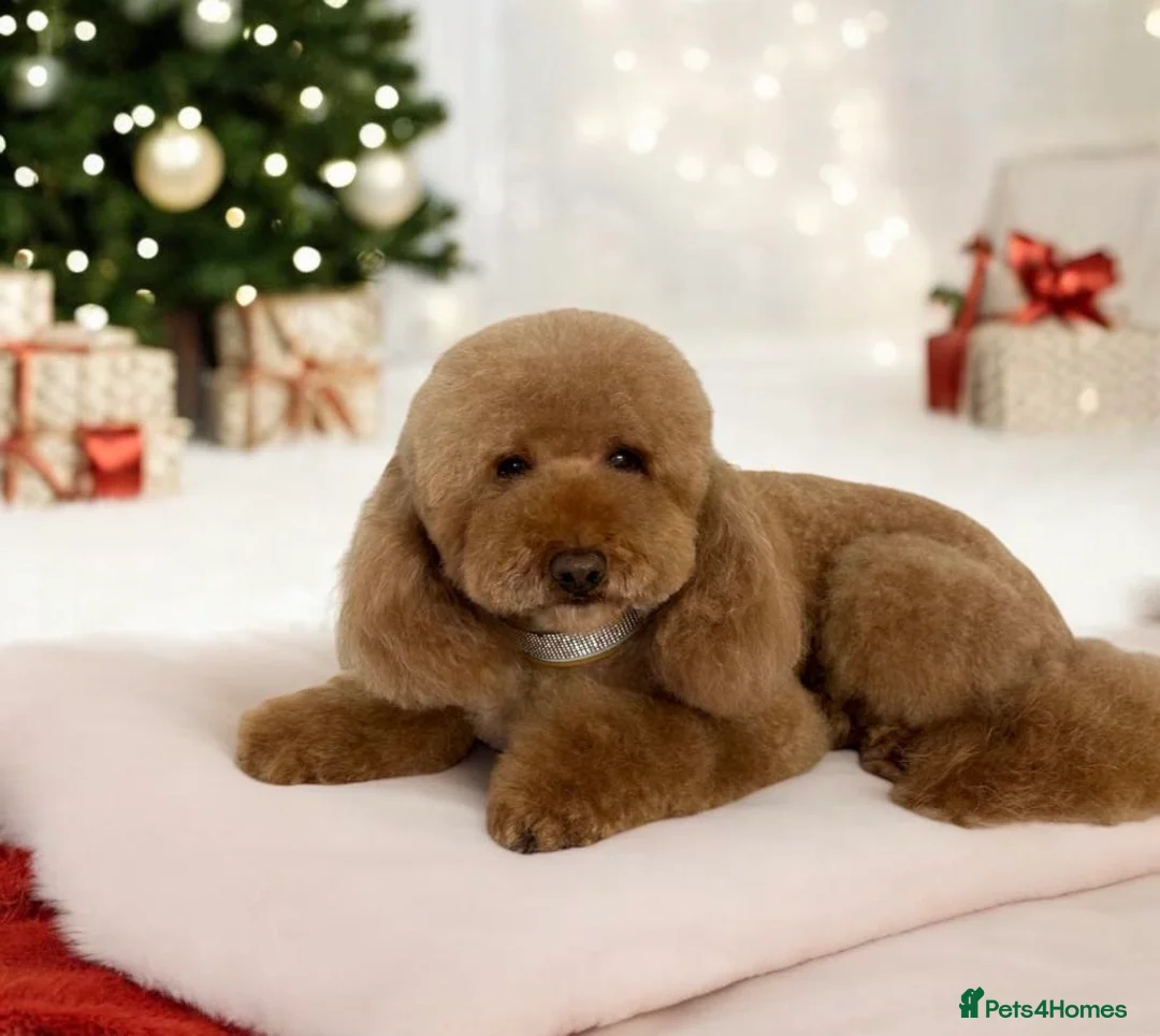 Miniature Poodle dogs for stud: Red Miniature Poodle Stud package Available  in Southampton - Advert 1