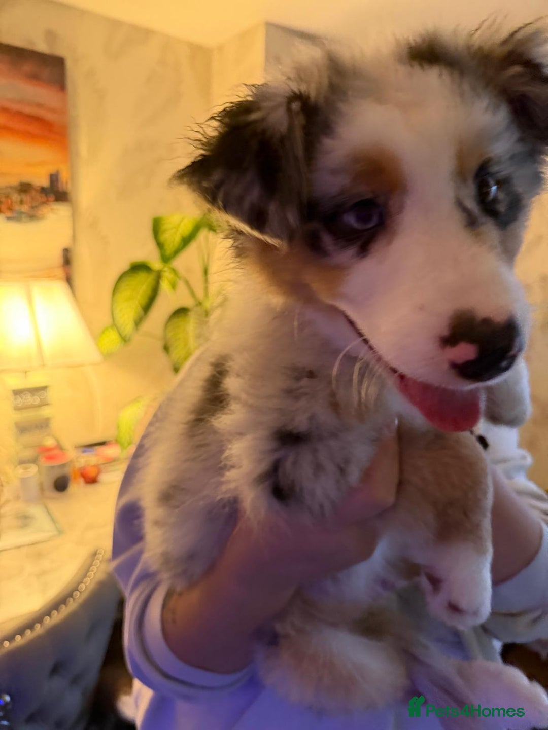 Australian Shepherd dogs for sale: Sweet boy  Australian Shepherd KC registration🥰 - Advert 10