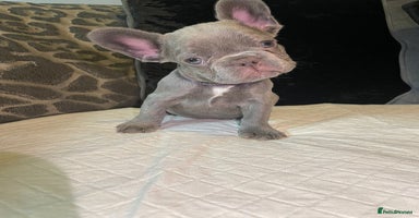 French Bulldog dogs - Advert 9