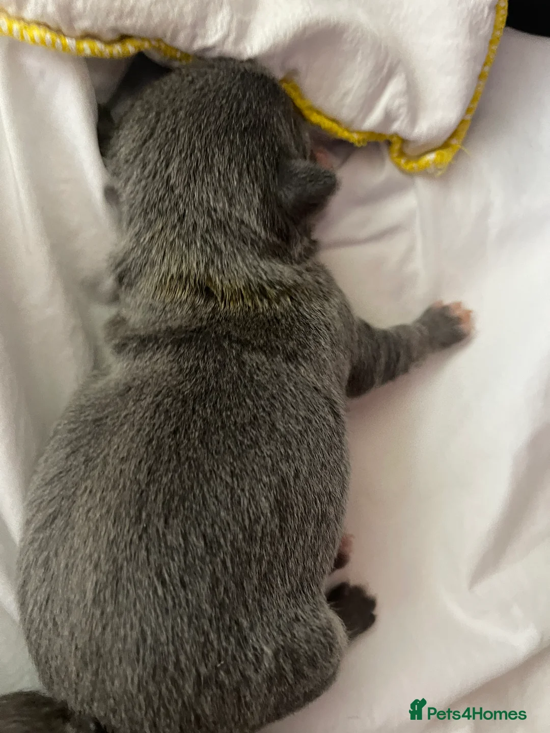 Chihuahua dogs for sale: Purebred smooth coat Chihuahua puppies  - Advert 2