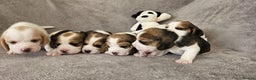Beagle dogs for sale: Pedigree KC Registered Male Beagle Puppy - Advert 6